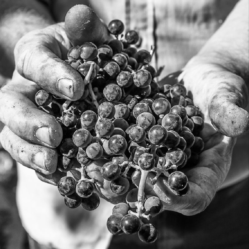 Grapes of the world